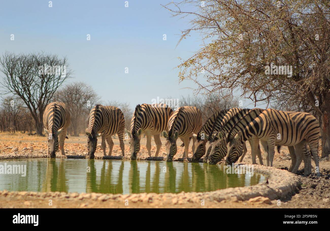 Herde von Zebra mit Kopf nach unten trinken aus einem kleinen Wasserloch Stockfoto