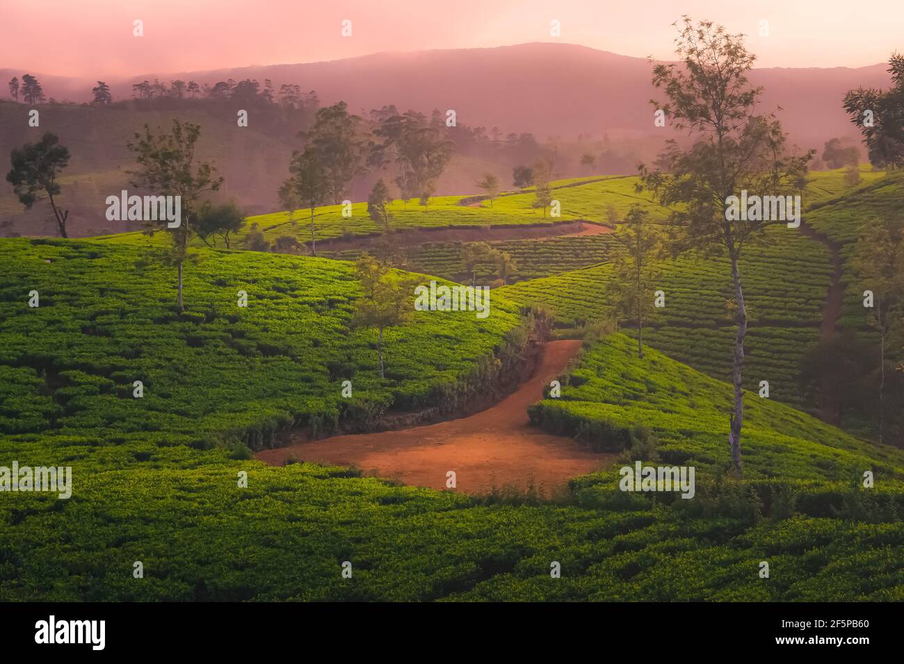 Landschaft Landschaft Blick auf Sri Lanka Hügelland, und terrassenförmige Teeplantage in Nuwara Eliya Dorf, Sri Lanka mit goldenem dunstigen Licht bei Sonnenuntergang Stockfoto