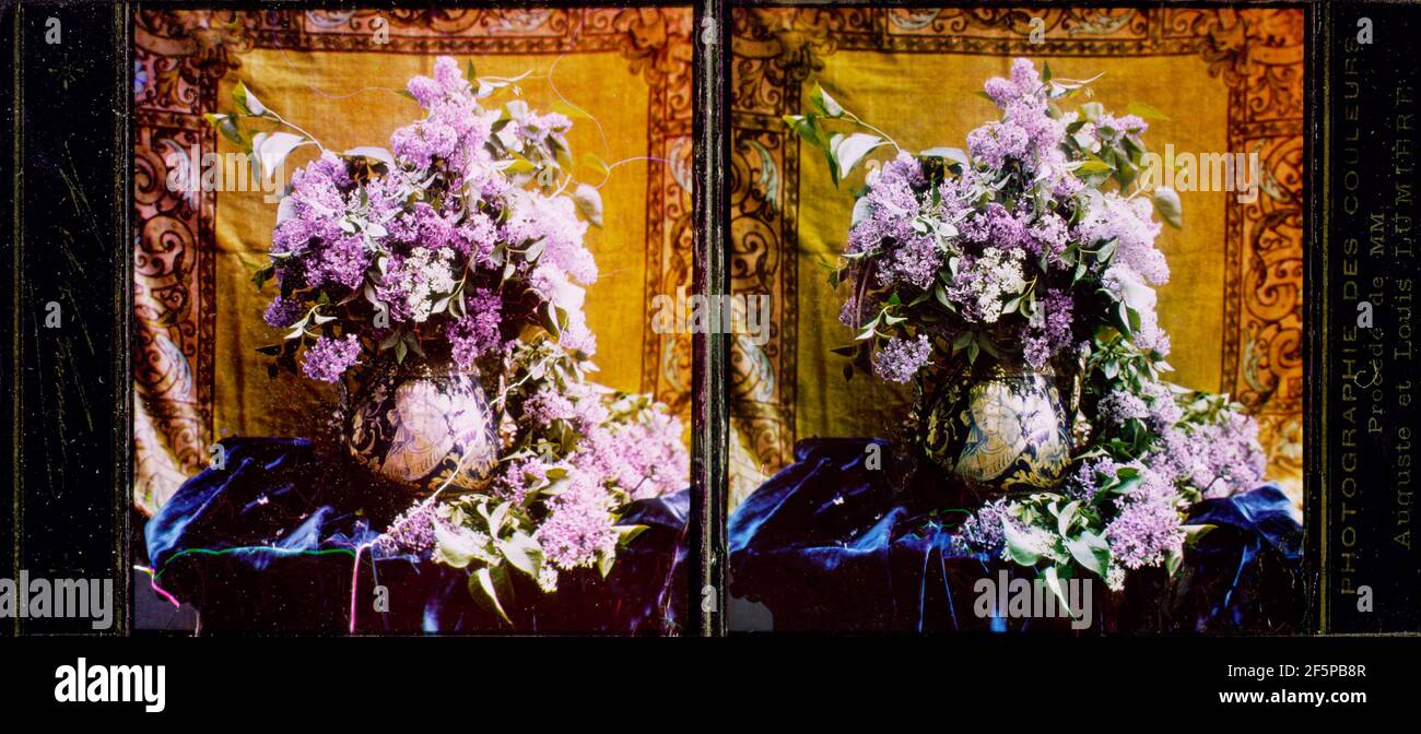 Flieder. Brüder Lumière Stockfoto