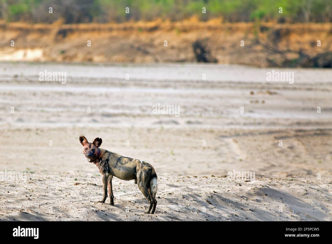 Einsamer afrikanischer Wildhund (Lycaon pictus) mit blutigem Gesicht, wachsam auf dem trockenen sandigen Flussbett im South Luangwa National Park, Sambia Stockfoto