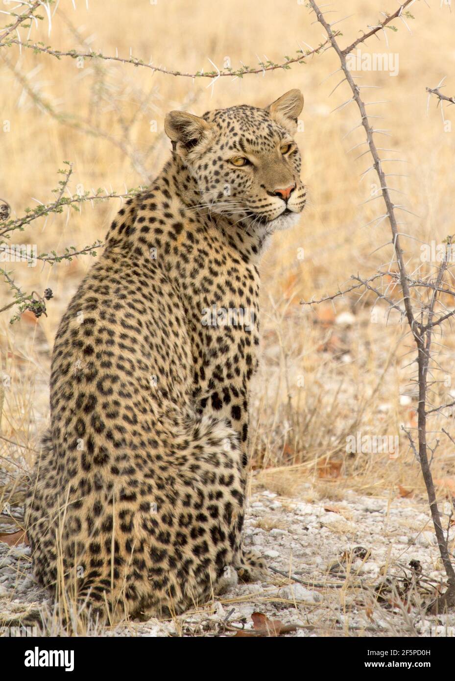 Afrikanischer Leopard sitzt im afrikanischen Bush und blickt direkt in die Kamera Stockfoto