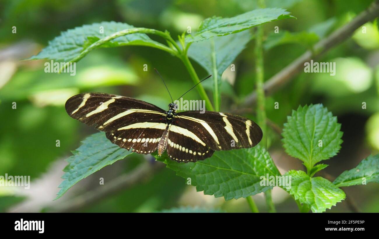 Zebra lange Flügel Posen auf grünem Blatt, Flügel haben gelbe und schwarze Streifen Stockfoto