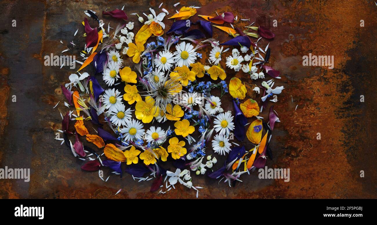 Spirale aus Blumen und Blütenblättern auf einem Hintergrund aus rostigen Metall. Butterblumen, Gänseblümchen, Columbine, Calandula, Maiglöckchen, Welsh Mohn, Rakete, Schmiede Stockfoto