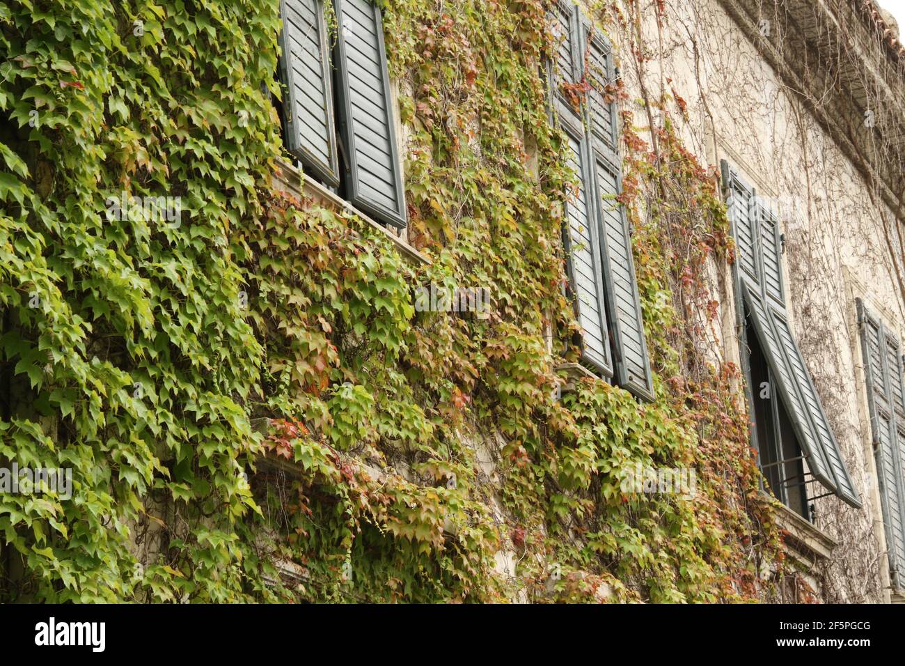 Ivy auf dem Gebäude Stockfoto