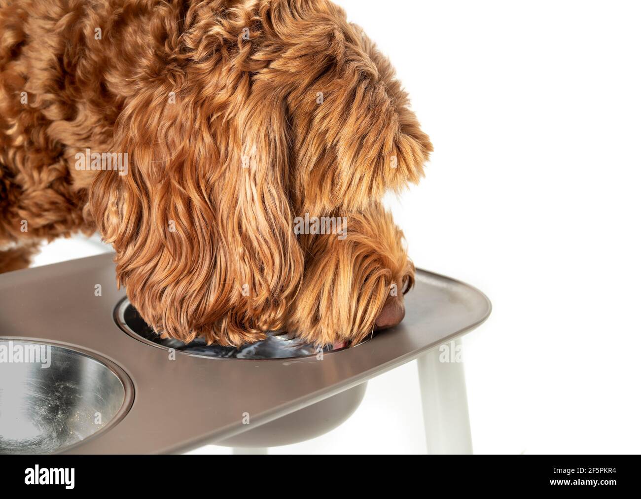 Labradoodle Hund trinkt aus einer Futterstation, Nahaufnahme. Große orange flauschige Hündin mit Kopf in der mit Wasser gefüllten Trinkschale. Zunge vis Stockfoto
