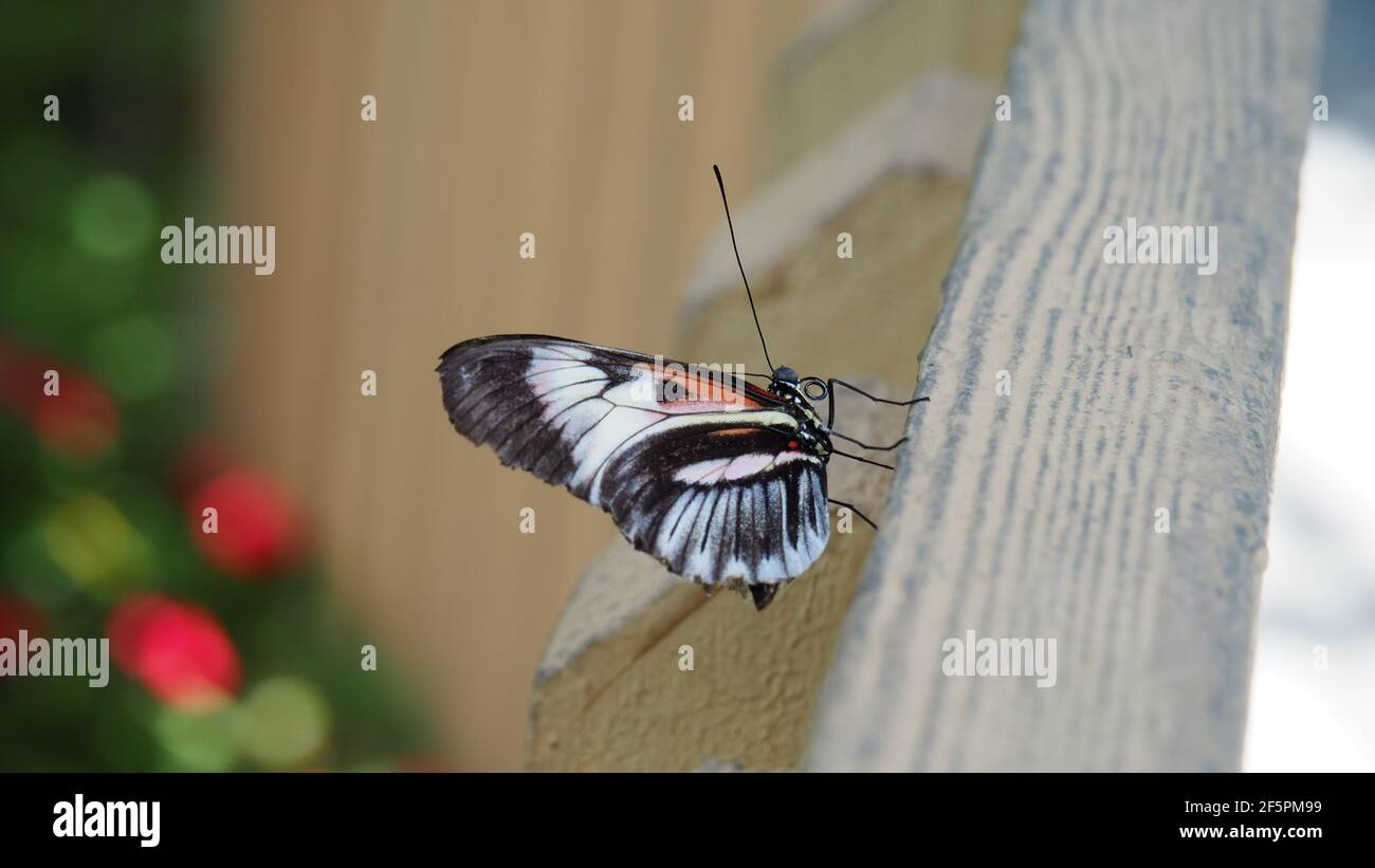 Karmesinrot geflickte Schmetterling Seitenansicht mit geschlossenen Flügeln - schwarz weiß Und rote Farben Stockfoto
