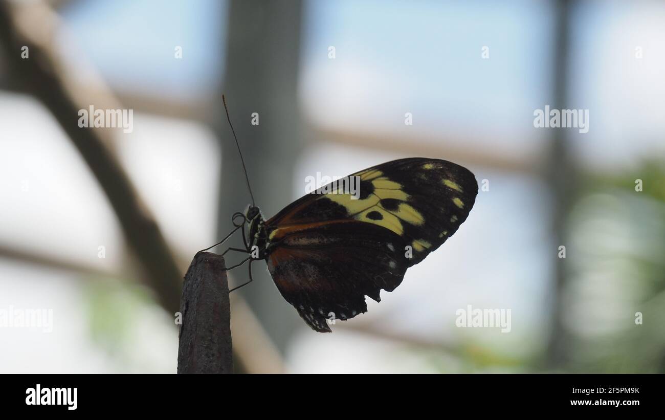 Seitenansicht des Postman Schmetterlings mit gewellter Zunge und farbig Flügel Stockfoto