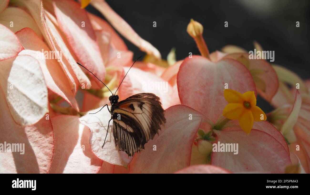 Schöner Postman-Schmetterling auf rosa Blüten, zusammengeschlagene Flügel Stockfoto