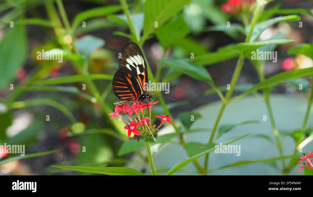 Karmesinrot geflickte Schmetterlinge auf roten Blüten, weißen, roten und schwarzen Flügeln Stockfoto