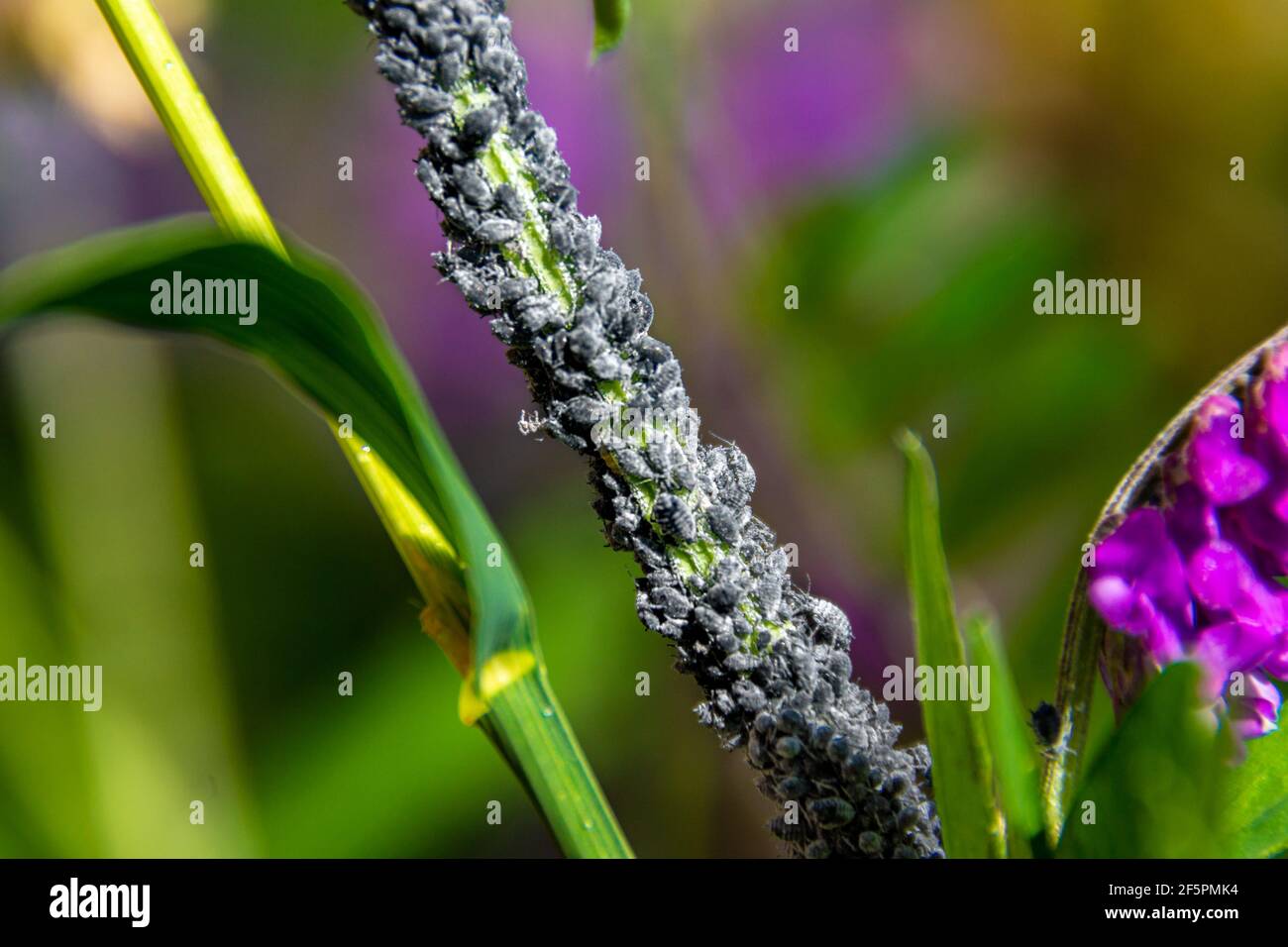 Gartenpest - Blattläuse saugen den nahrhaften saft aus Die Pflanze vollständig an den vertikalen Stiel der geklebt Blume und secretes einen Zoll anziehende Ameise Stockfoto