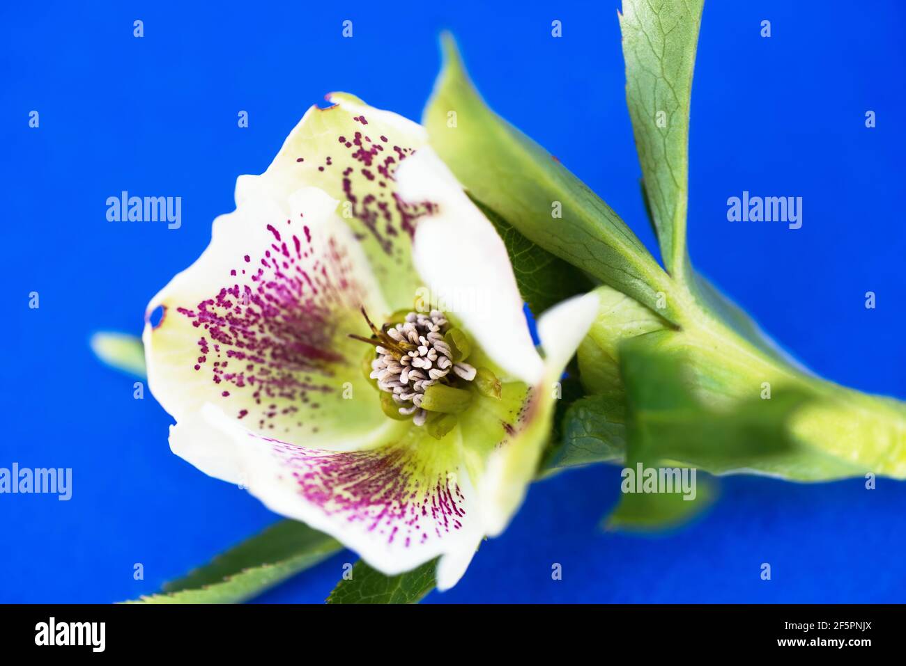 Blume Helloborus niger , bekannt als "Hellebores" oder "Weihnachtsrose" oder "Winterrose", wächst unter dem Schnee, heilende aber giftige Pflanze, weiße Hybr Stockfoto
