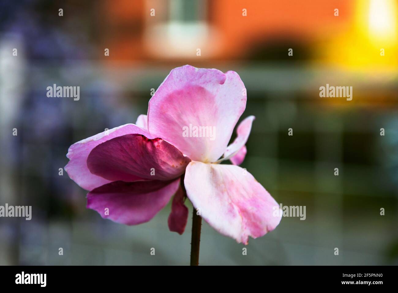 Rosa Rose auf verschwommenem bunten Hintergrund, Haus und Garten Zaun. Stockfoto
