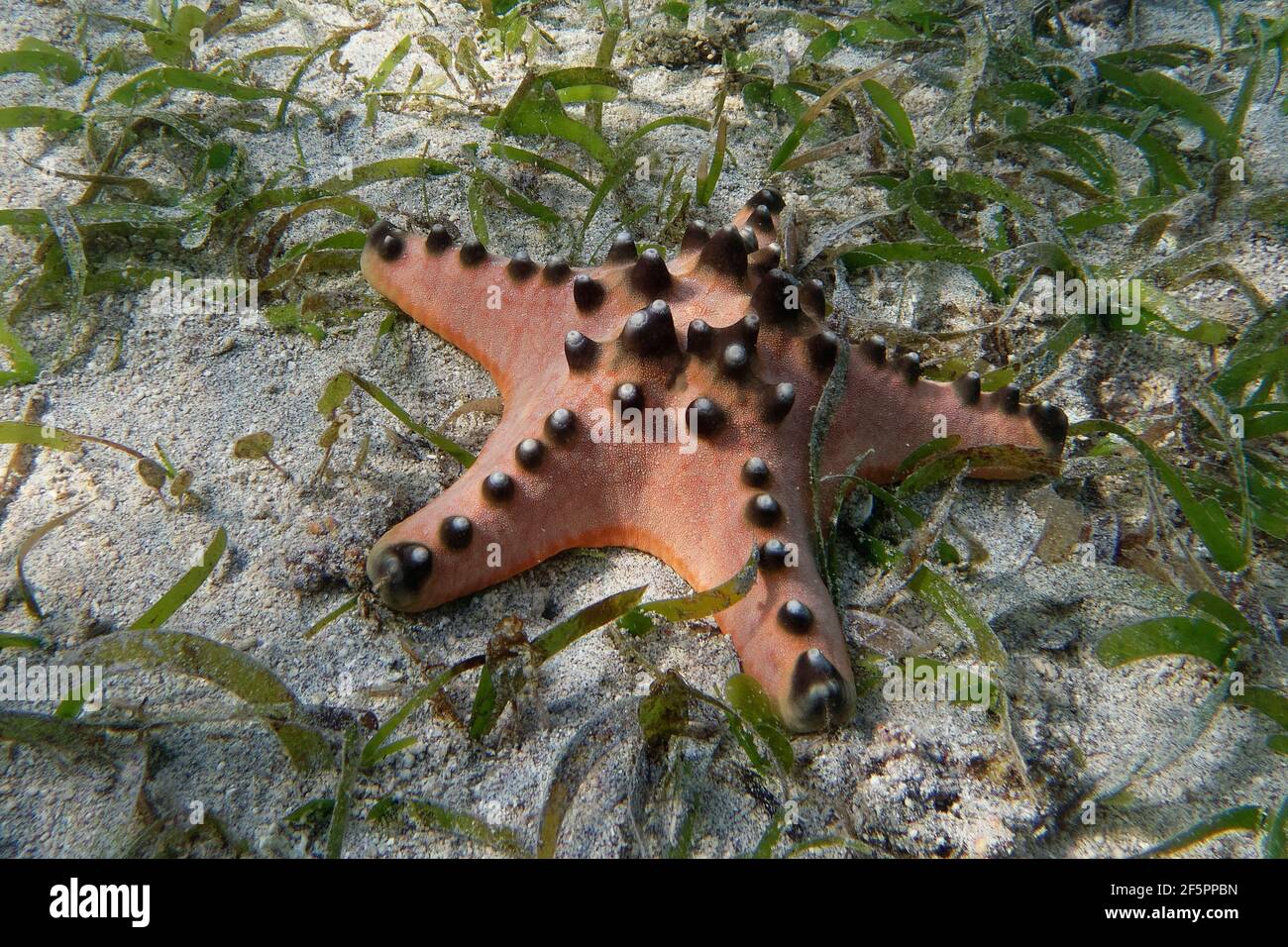 Horned Sea Star oder Chocolate Chip Sea Star (Protoreaster nodosus), Bunaken Island, Sulawesi, Indonesien Stockfoto