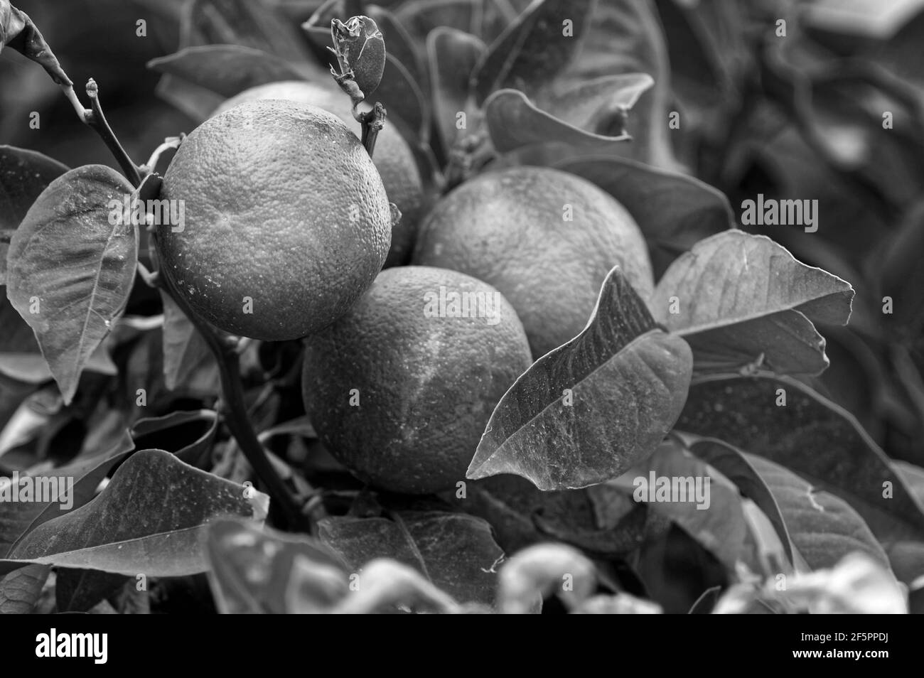 Foto Orangen, Orange, chinesischer Apfel, die Frucht des Orangenbaums (Citrus sinensis) Stockfoto