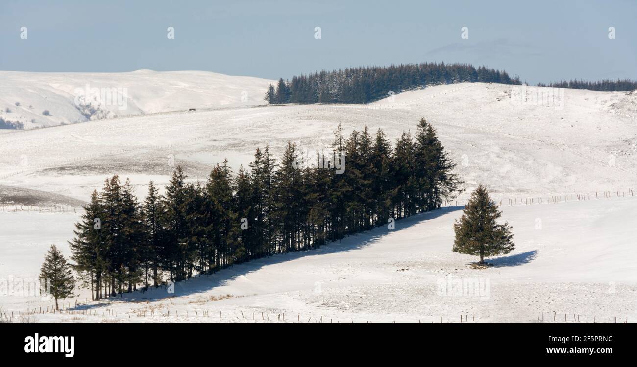 Firs im Winter auf Cezallier Plateau, Regionale Naturpark der Vulkane d'Auvergne, Cezallier, Puy de Dome, Frankreich, Europa Stockfoto
