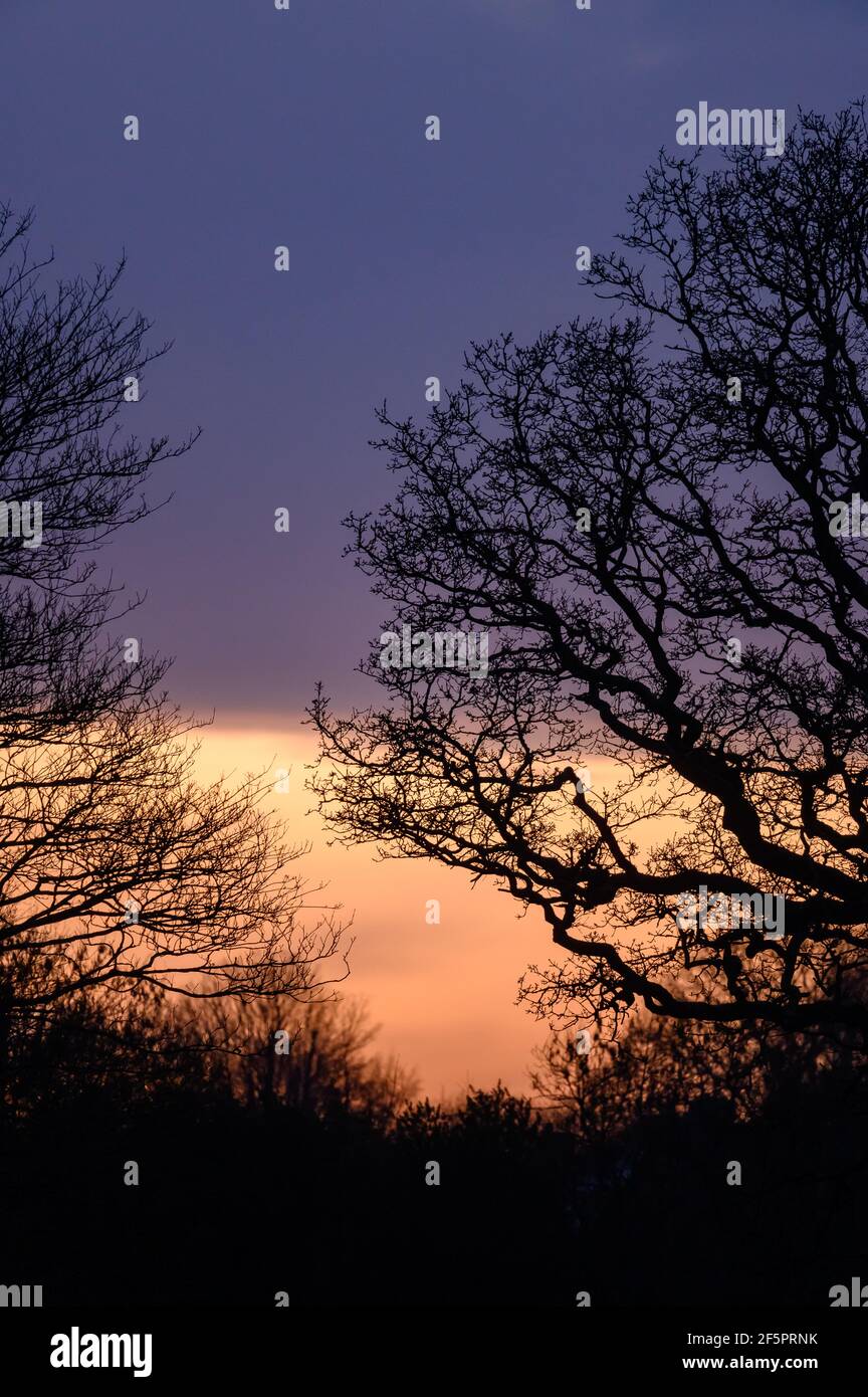 Skyline und Wald am Abend neben RHS Bridgewater Garden Worsley Stockfoto