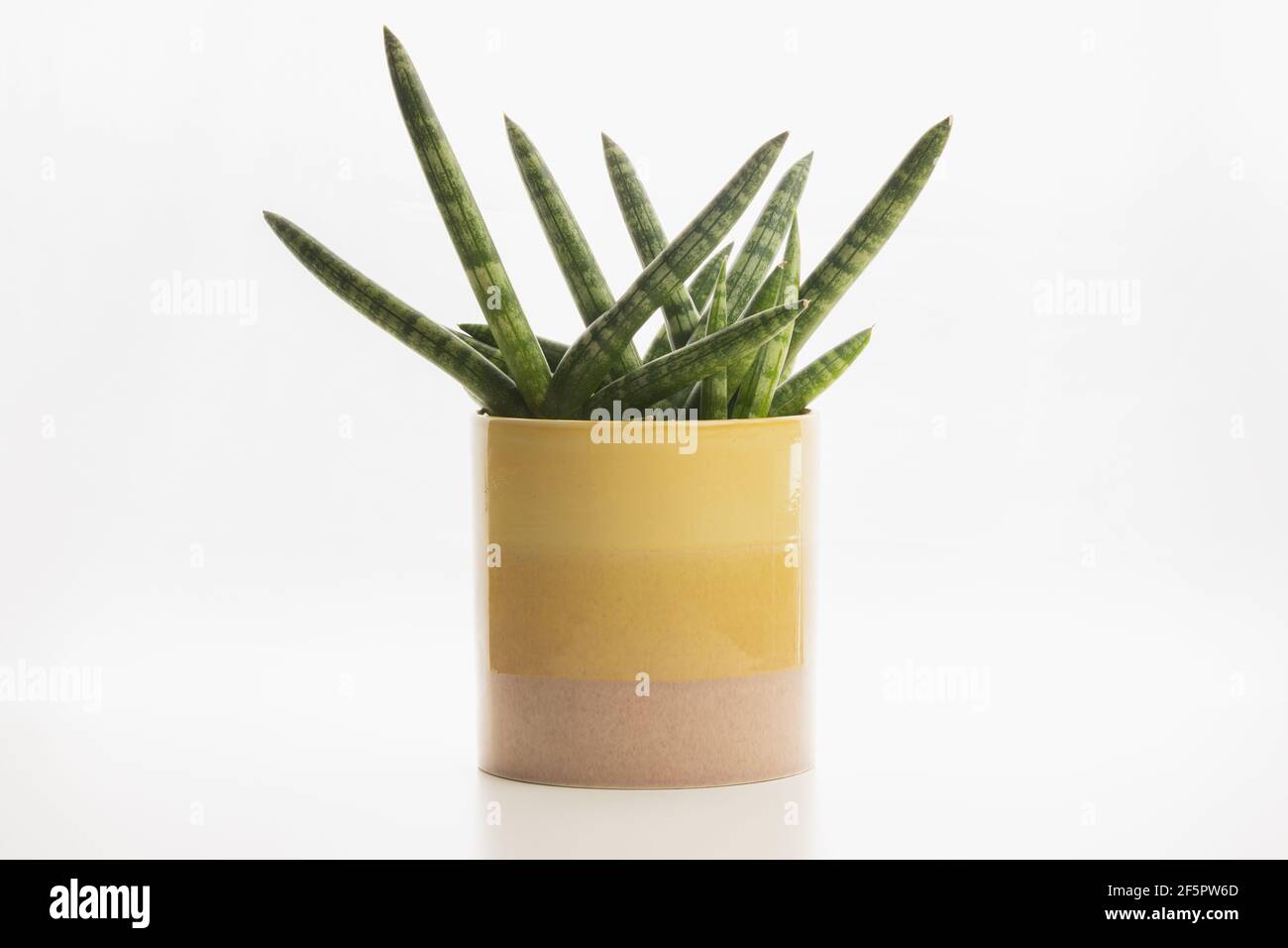 natural dreams kissen aloe vera Natur-Polster aus sterreich