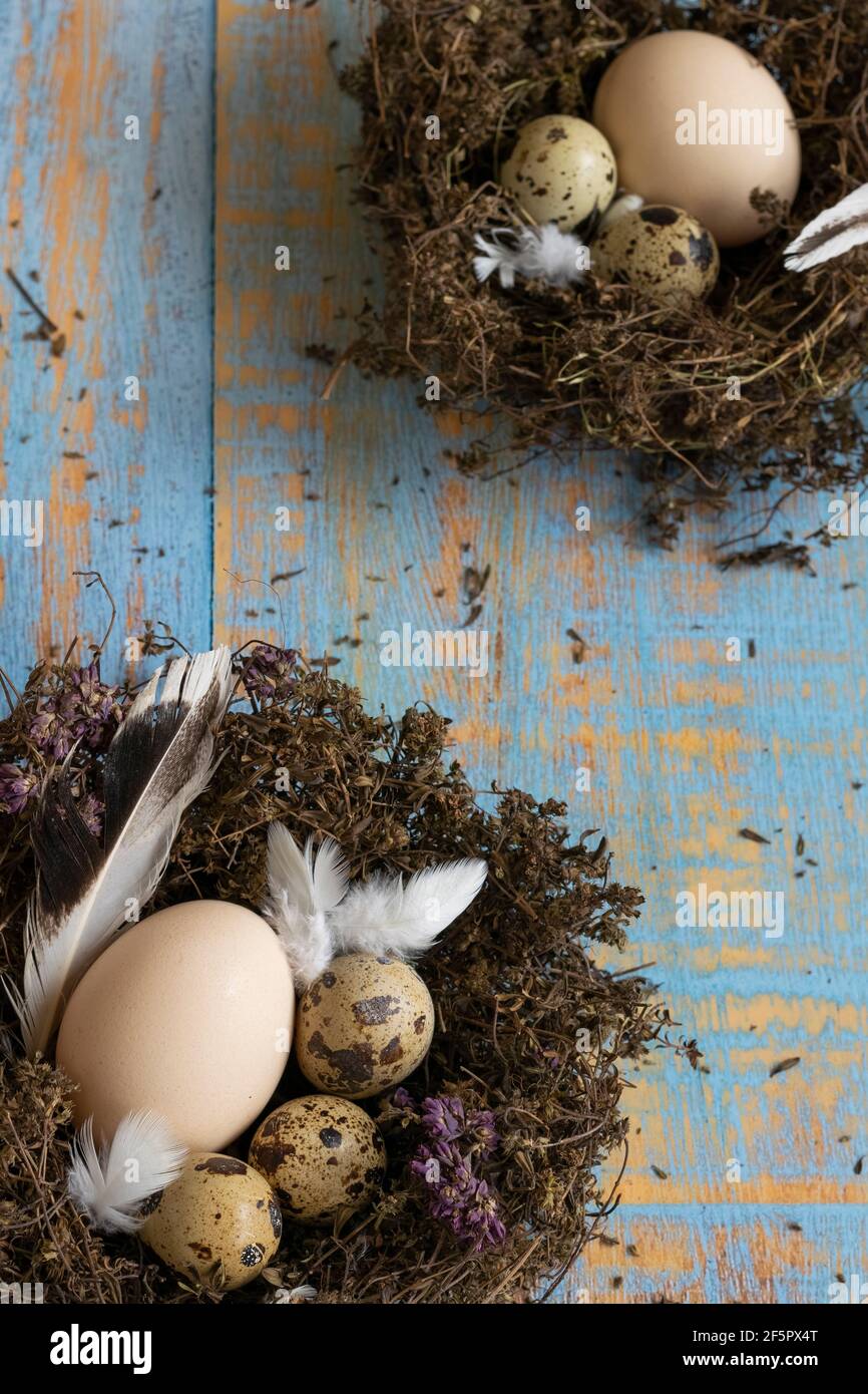Konzeptuelles Stillleben mit Wachteln und Hühnereiern im Nest Dunkler Hintergrund Stockfoto