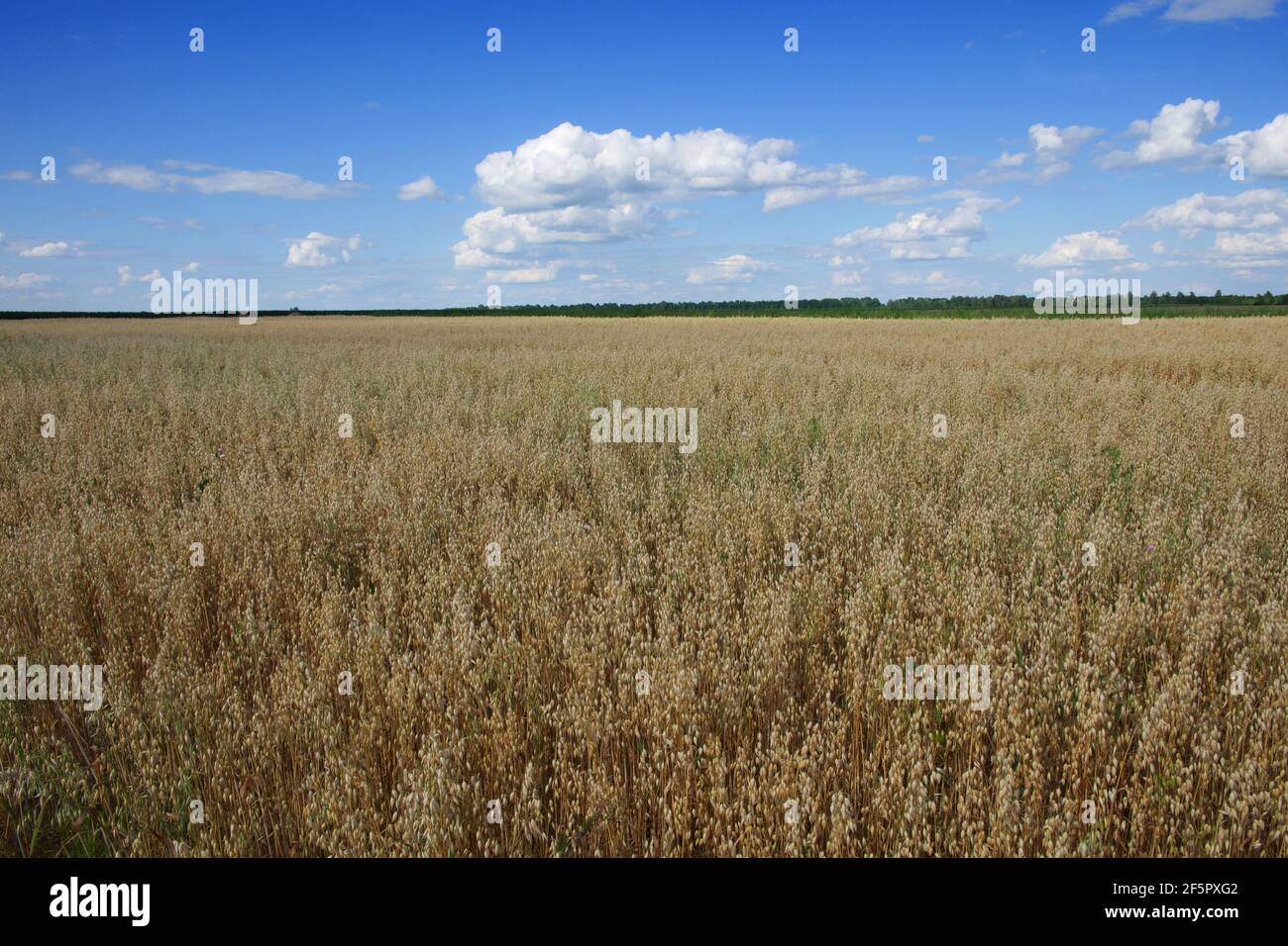 Blauer Himmel über einem weiten Feld von reifen Hafern. Ackerland. Malerische Gegend. Hafer Getreidefelder mit blauem Himmel an einem sonnigen Sommertag vor der Ernte. Stockfoto