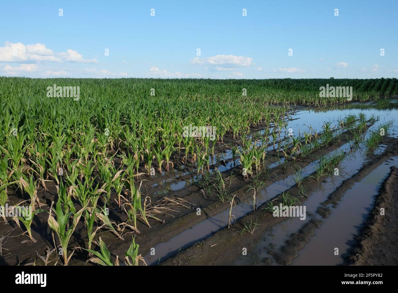 Wasserüberflutete Maispflanzen. Überschwemmungen in landwirtschaftlichen Gebieten. Landschaft. Stockfoto