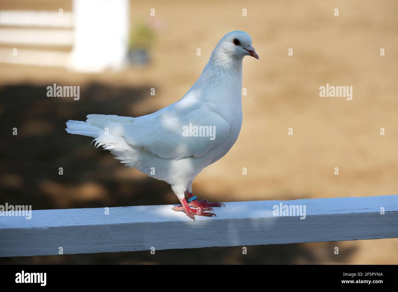 Nahaufnahme Silhouette einer weißen Taube in Holzzaun gegen Sandy Pferderennbahn als natürlicher Hintergrund Stockfoto