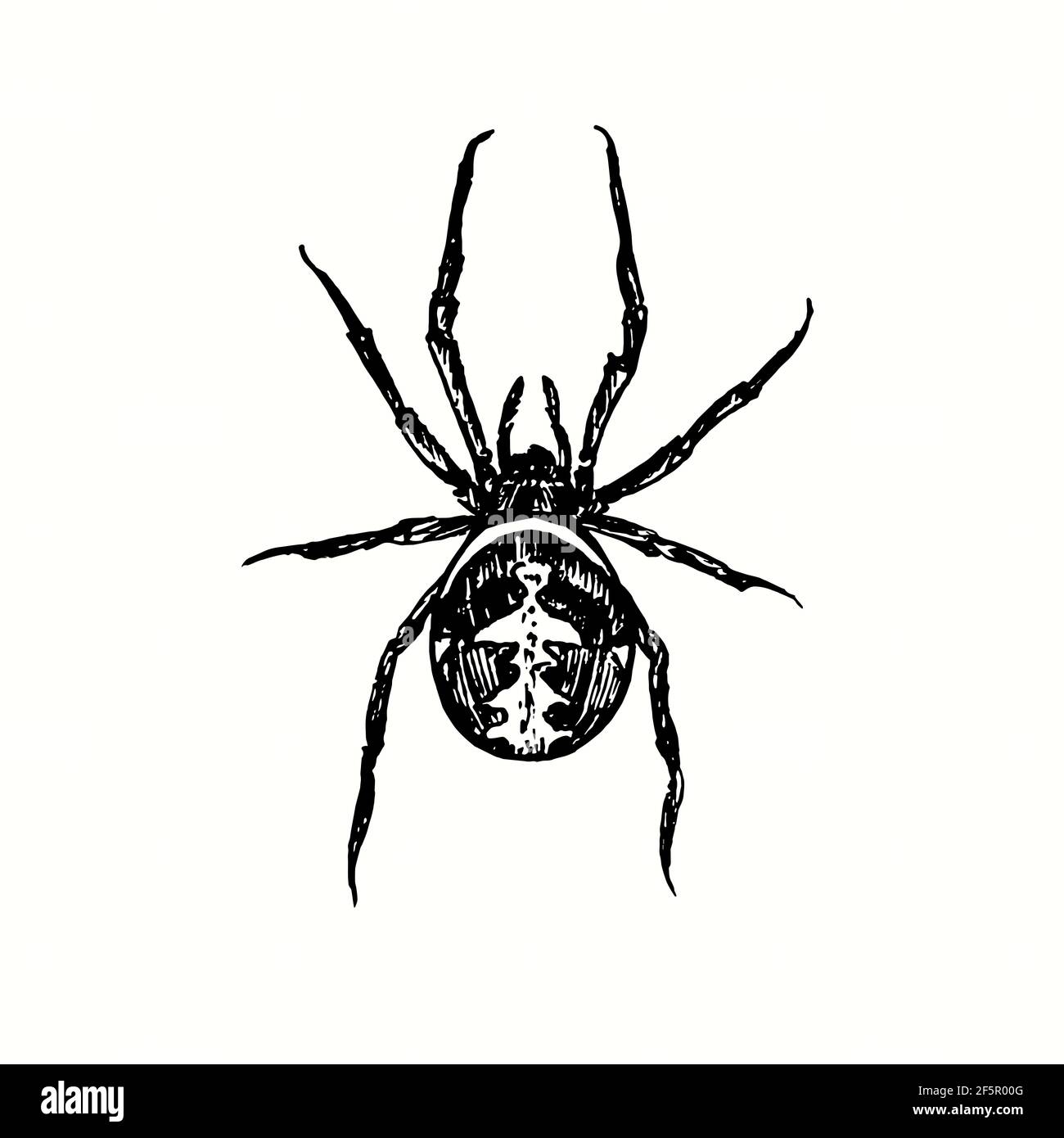 Die rudenspinne (Latrodectus hasselti, australische schwarze Witwe). Tusche schwarz-weiße Doodle Zeichnung im Holzschnitt-Stil. Stockfoto
