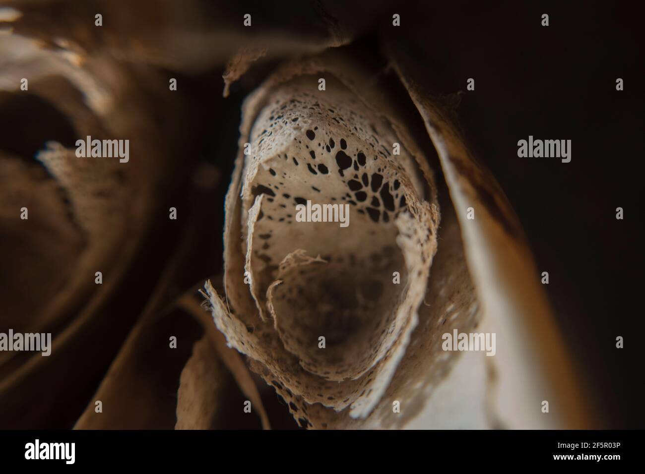 Makrodarstellung der inneren Knochenstruktur und des porösen Gewebes Stockfoto