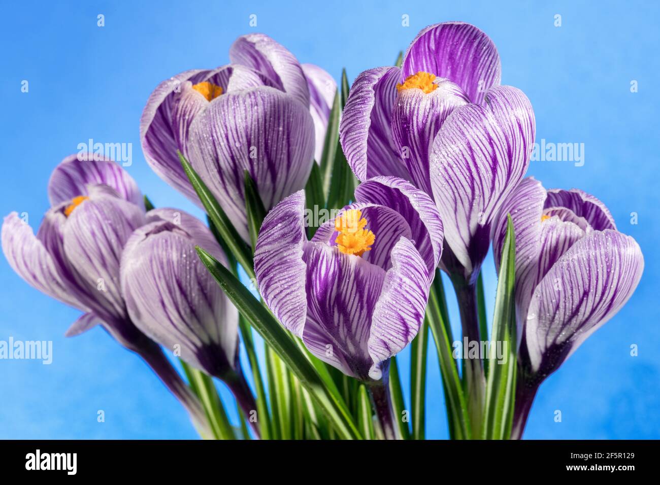 Das Geheimnis des Krokus, gestreifte Krokusse vor blauem Hintergrund Stockfoto