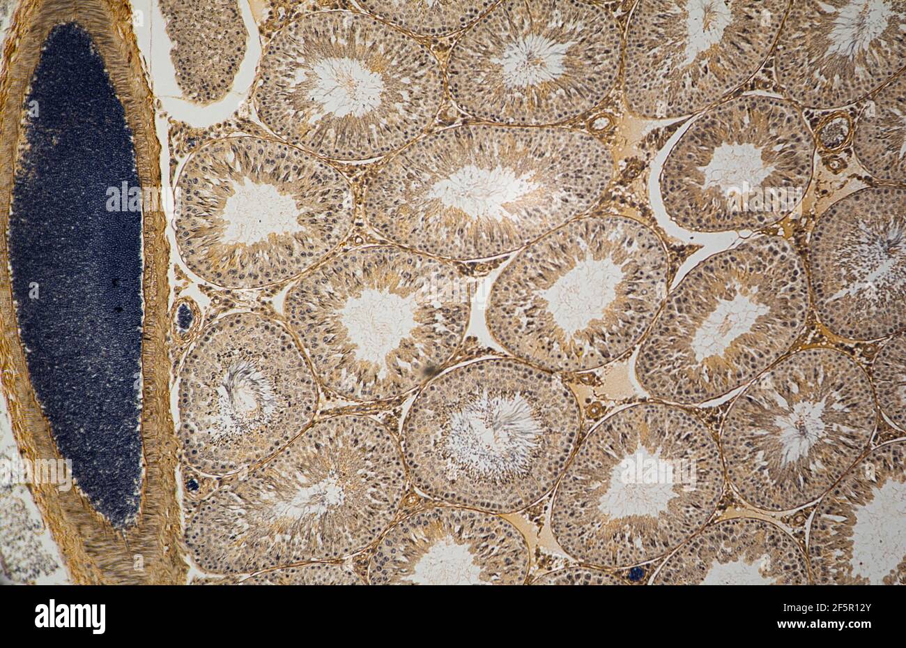 Hodenzellen der Säugetiere im Querschnitt unter einem Licht dargestellt Mikroskop Stockfoto