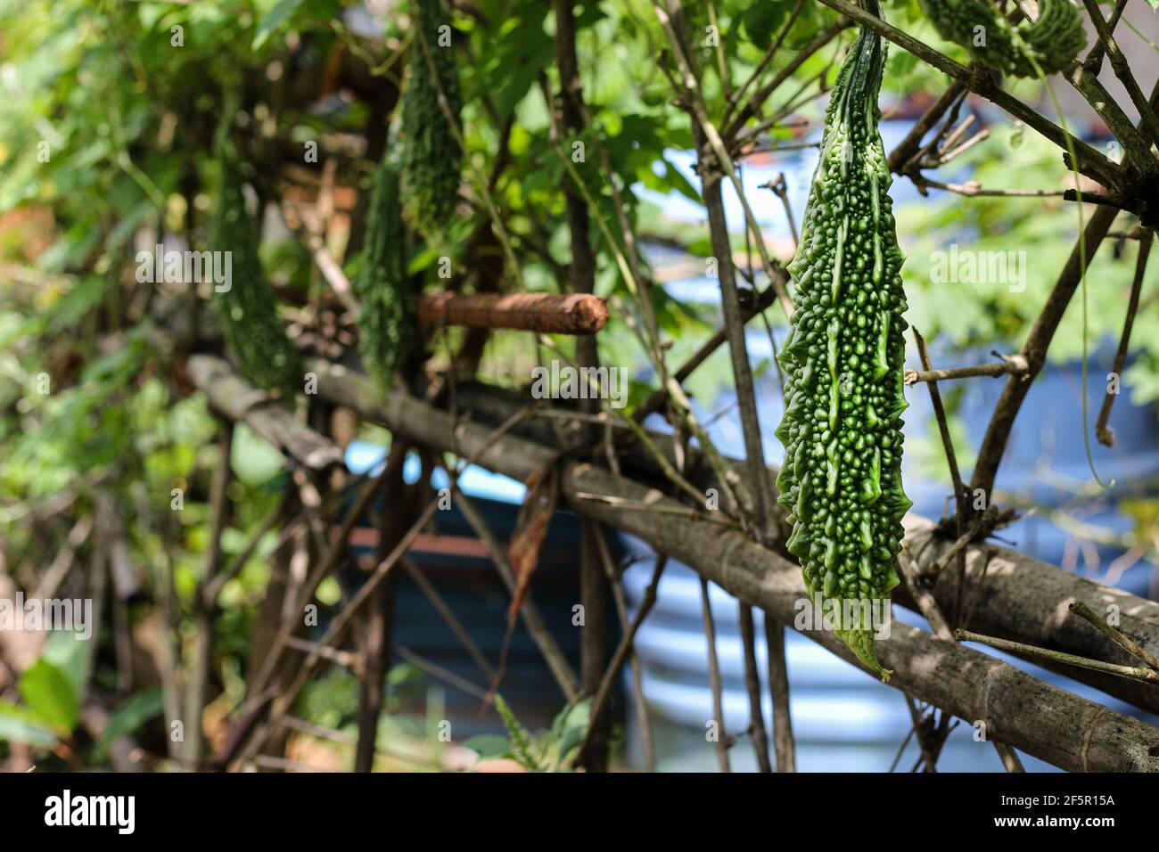 Bittere Kürbisfrüchte, Blüten und Blätter im Sonnenlicht. Bittere Kürbisfarm, Balsamapfel, Balsambirne, Bittergurke, Bittermelone. Stockfoto