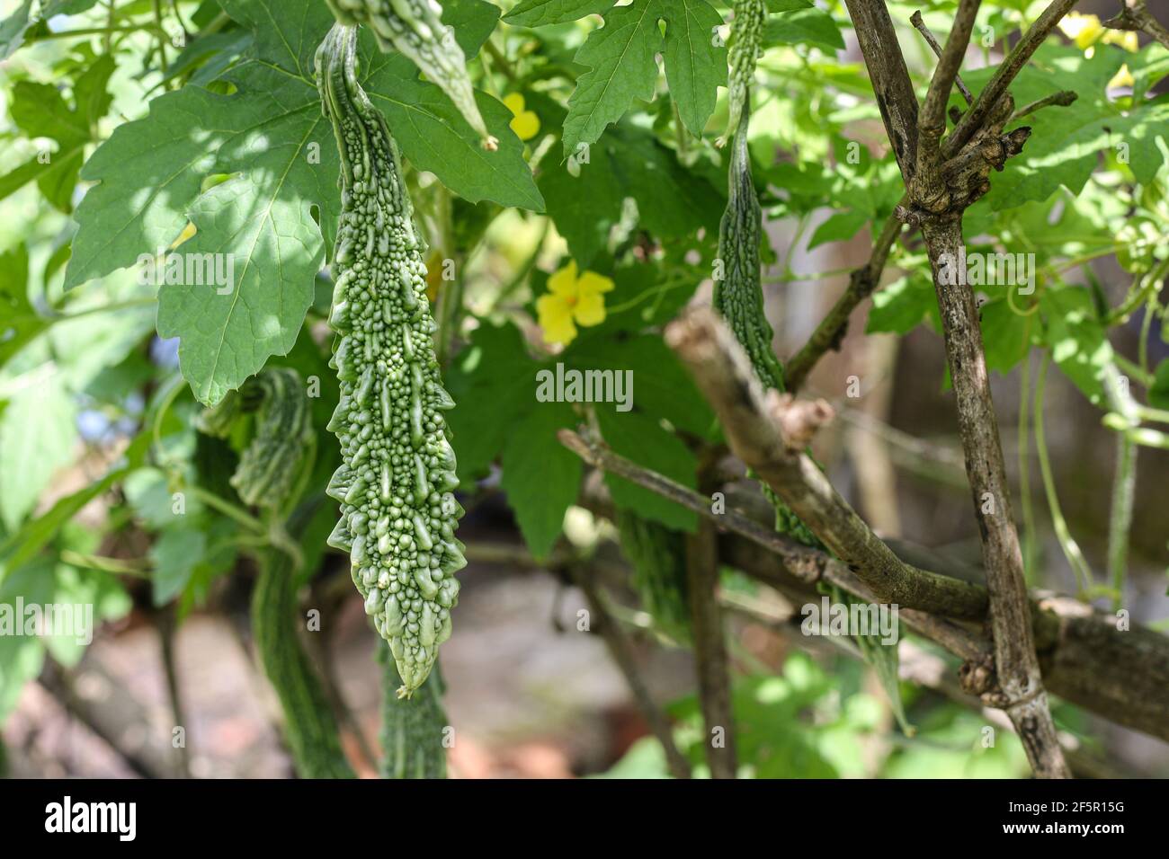 Bittere Kürbisfrüchte, Blüten und Blätter im Sonnenlicht. Bittere Kürbisfarm, Balsamapfel, Balsambirne, Bittergurke, Bittermelone. Stockfoto