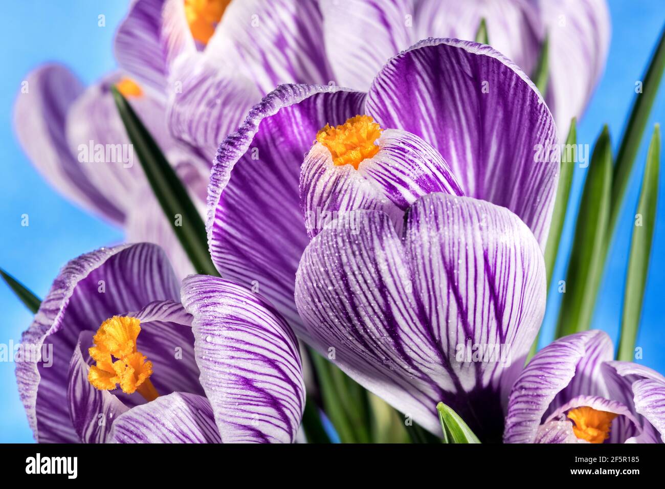 Das Geheimnis des Krokus, gestreifte Krokusse vor blauem Hintergrund Stockfoto