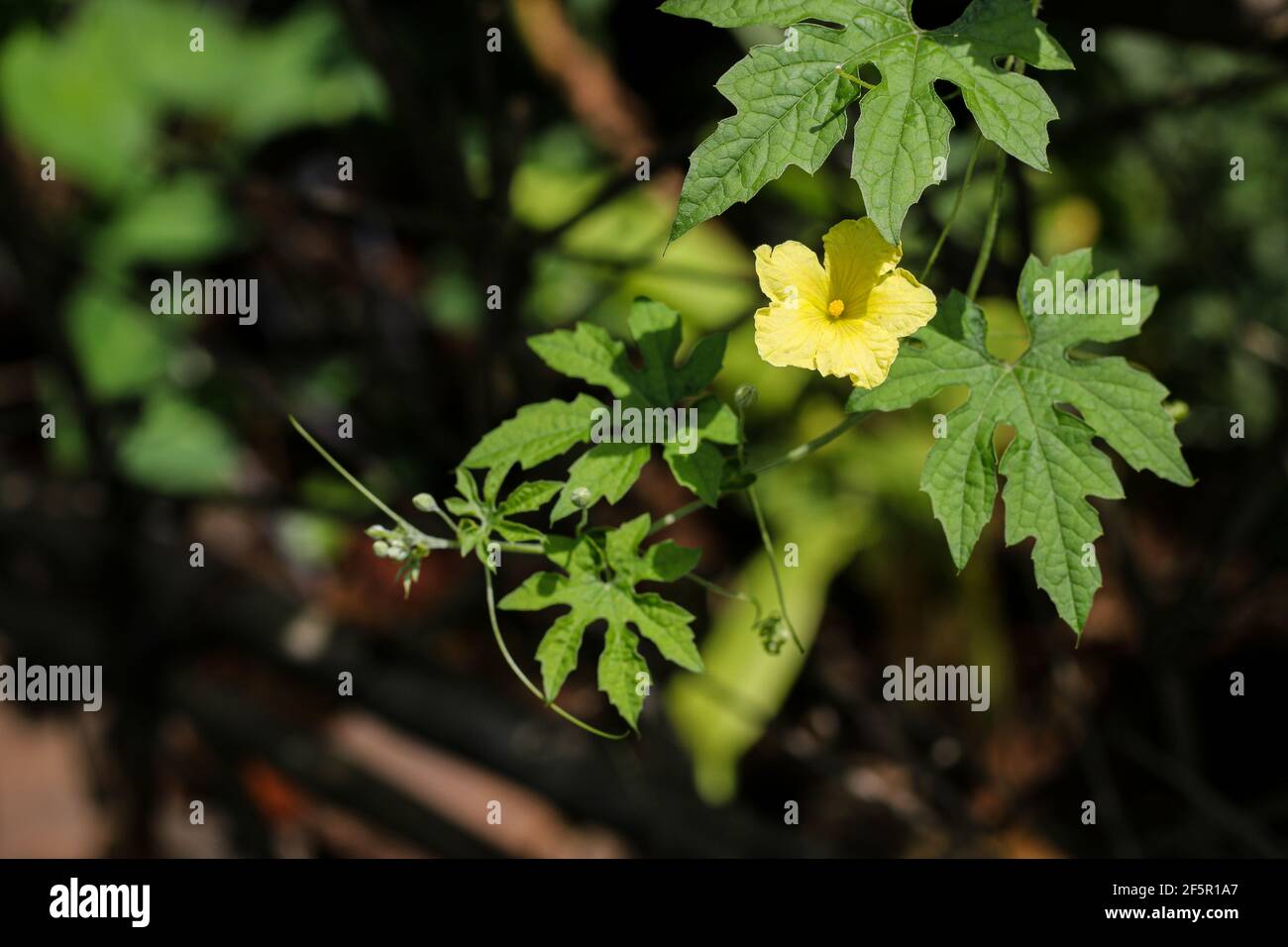 Bittere Kürbisfrüchte, Blüten und Blätter im Sonnenlicht. Bittere Kürbisfarm, Balsamapfel, Balsambirne, Bittergurke, Bittermelone. Stockfoto