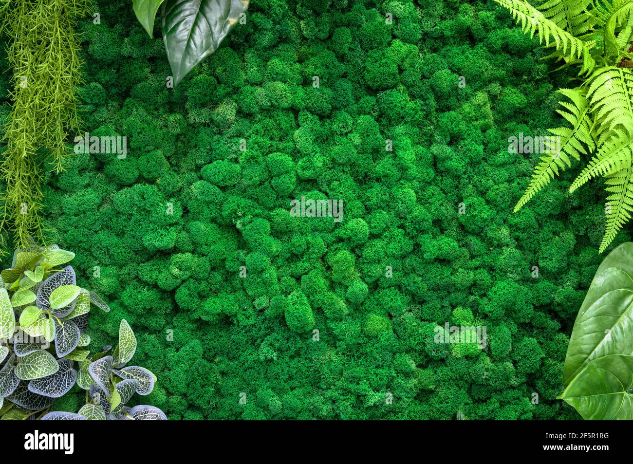 Vertikaler Garten Hintergrund, grünes Moos im Büro oder zu Hause Interieur für Tapeten. Natürliche Pflanzen Textur an der Wand, schöne Einrichtung im modernen Haus. Stockfoto