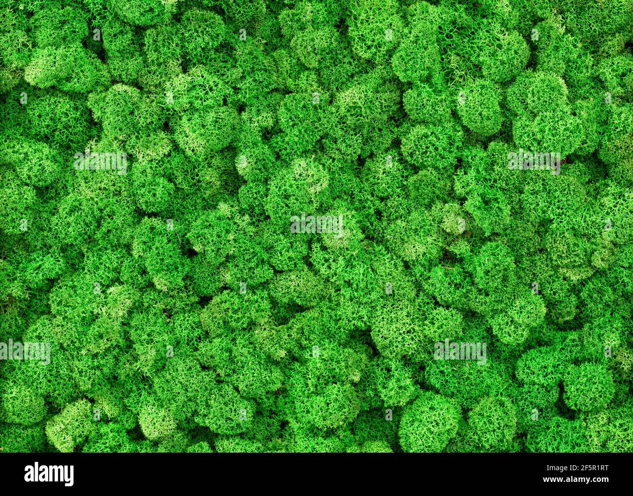 Moos Wand Hintergrund, grüne Rentier Moos Muster im Büro oder zu Hause für Tapeten. Vertikaler Garten als Haus Inneneinrichtung, Flechtenpflanzen Textur Stockfoto