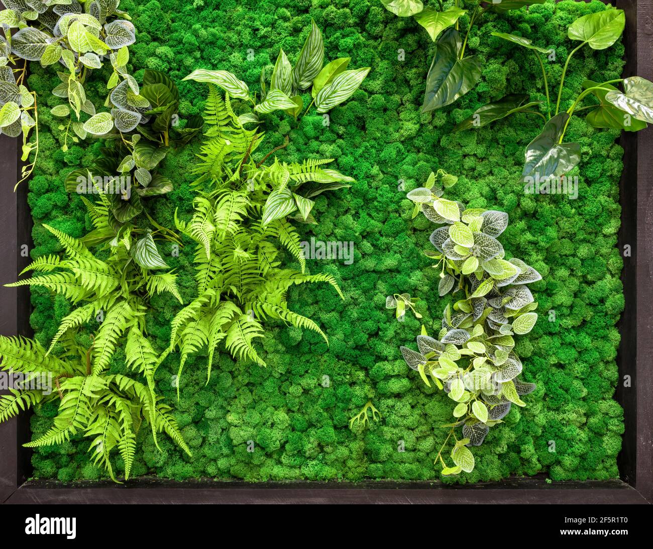 Vertikale Garten Detail, grüne Pflanzen Wand im Büro oder zu Hause Interieur. Gemütliches ökologisches Design mit Landschaftsgestaltung innen. Naturmuster mit Moos-Textur Stockfoto