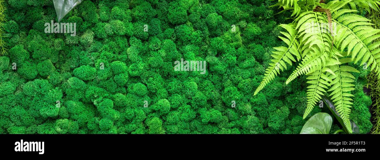 Moos Textur Hintergrund, Panorama-Banner mit grünen vertikalen Garten im Büro oder zu Hause, moosige Flechten Pflanzen als Wanddekor. Konzept der Natur, Modus Stockfoto