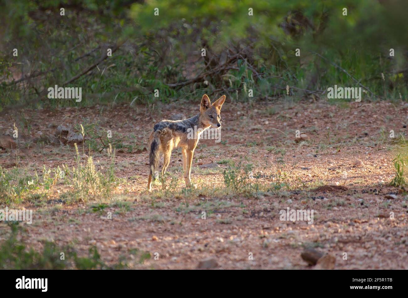 Cape Fox in Südafrika Stockfoto