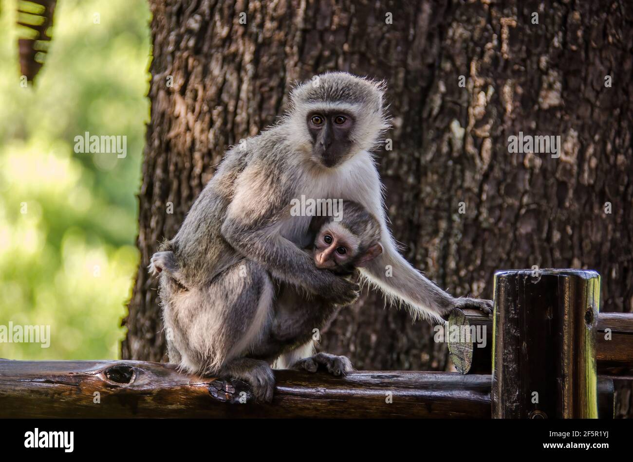 Meerkatze in Südafrika Stockfoto
