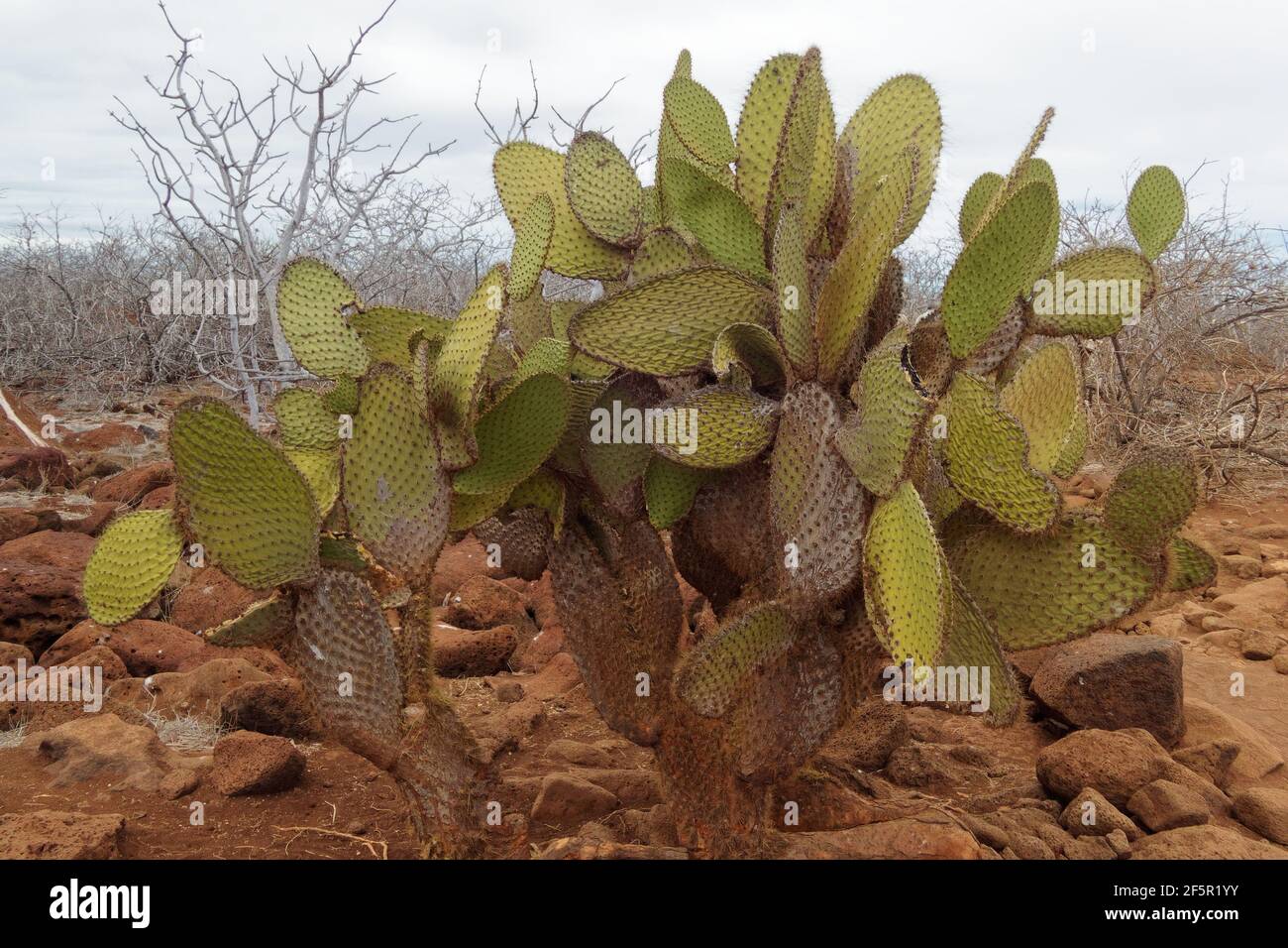 Kaktus (Opuntia galapageia) in Seymour Norte Island, Galapagos, Ecuador Stockfoto