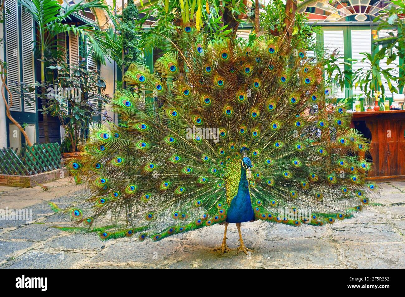 Stolz zeigt Peacock sein Gefieder in einem Restaurant in Havanna, Kuba Stockfoto