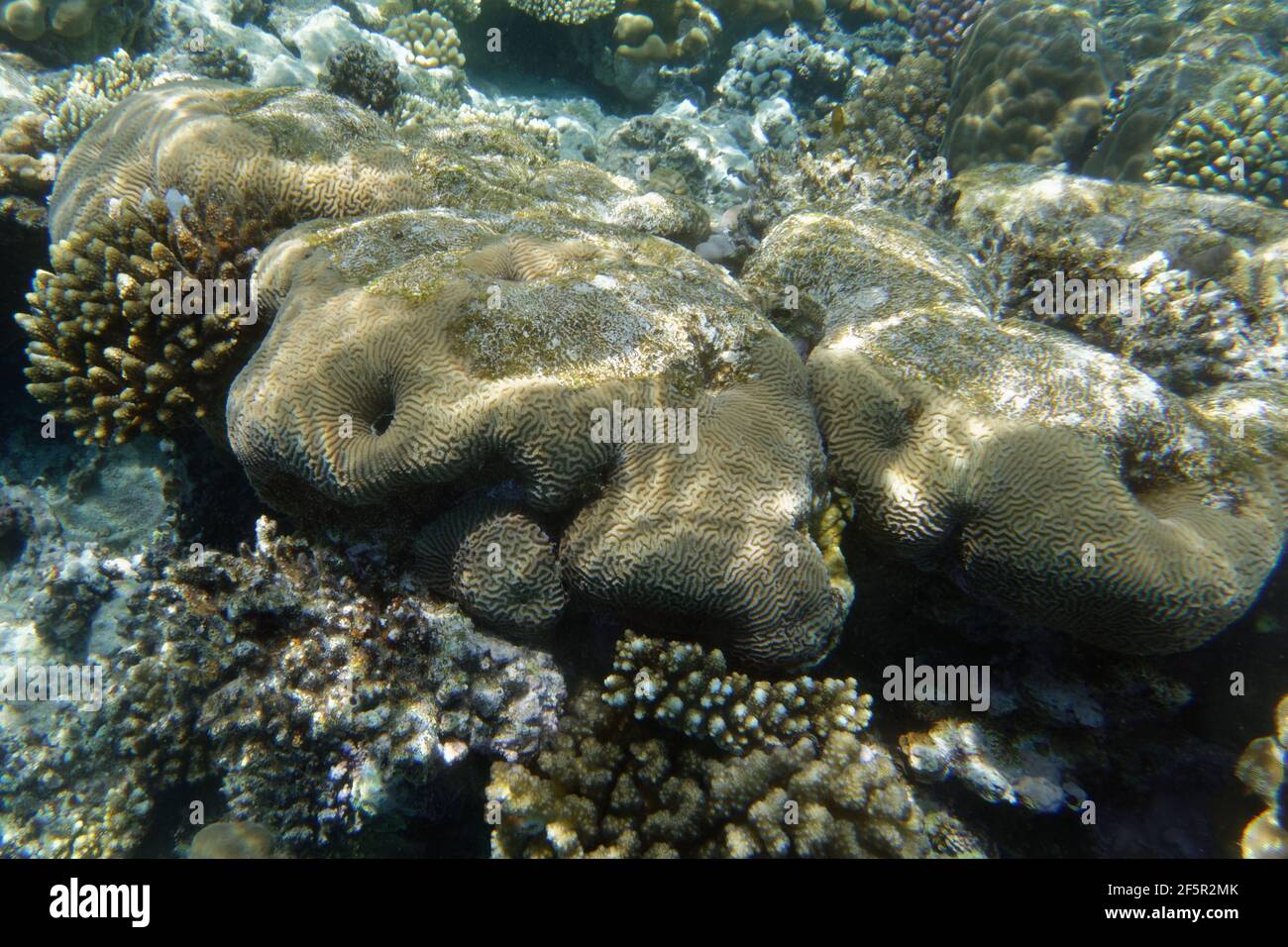 Kleine Talkoralle (Platygyra daedalea) im Roten Meer Stockfoto