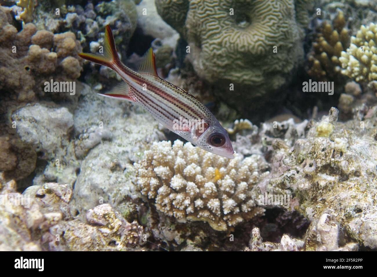 Bewaffneter Eichhörnchen-Fisch (Neoniphon sammara) im Roten Meer Stockfoto