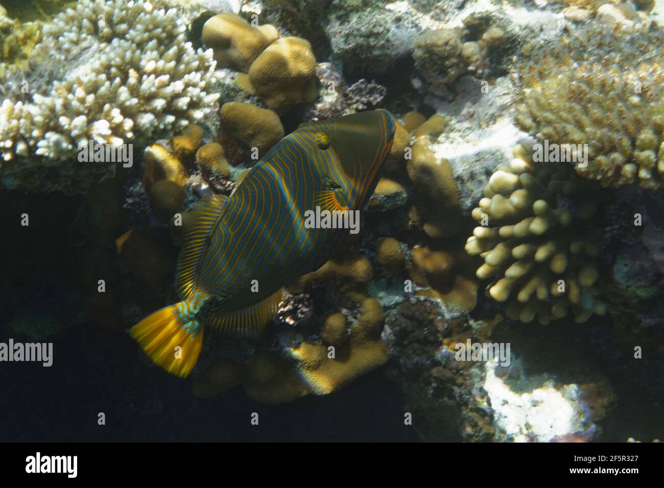 Orangefarbener Drückerfisch (Balistapus undulatus) im Roten Meer Stockfoto