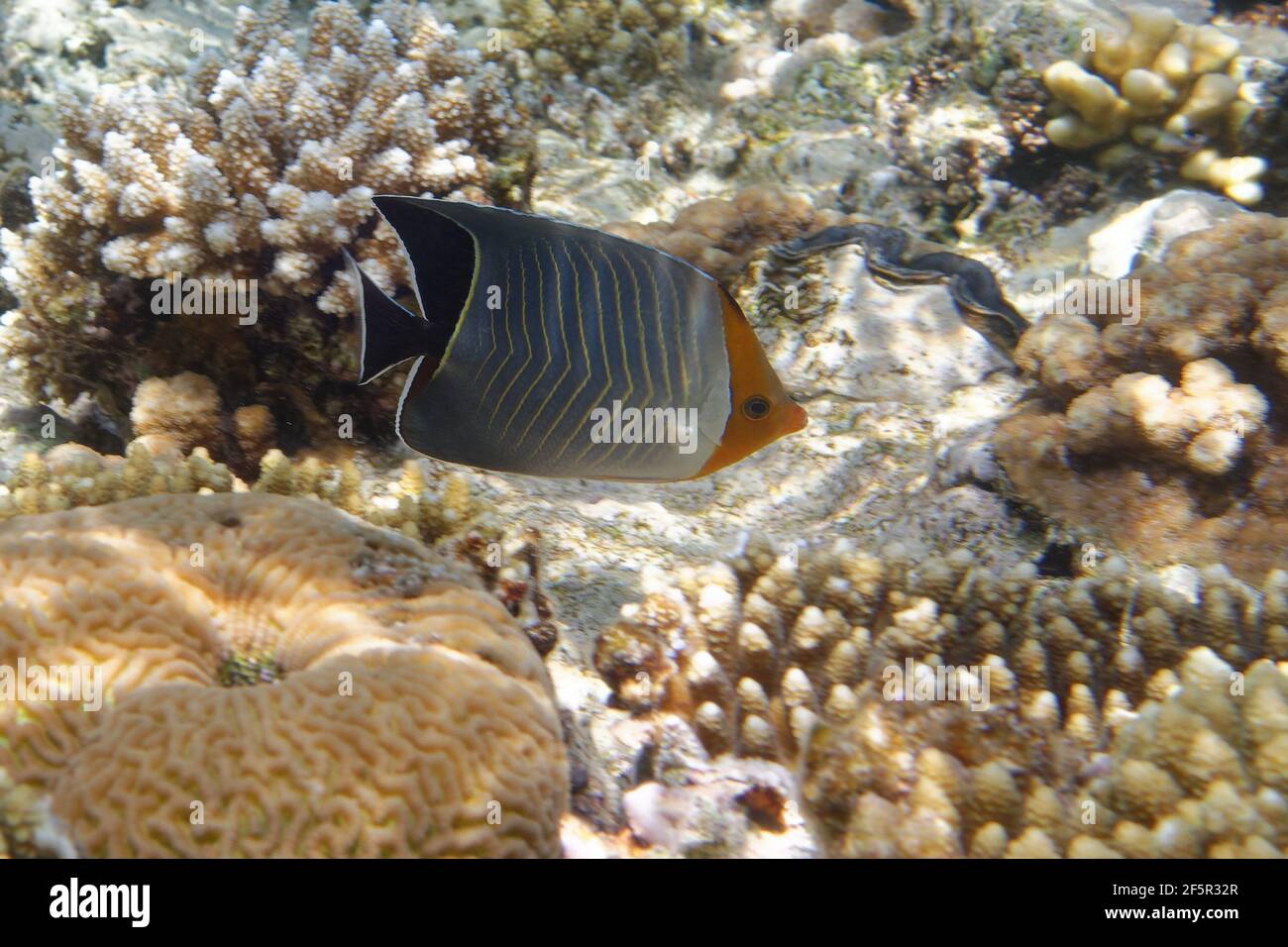 Hahnenfisch oder Orangeface-Hahnenfisch (Chaetodon Larvatus) im Roten Meer Stockfoto