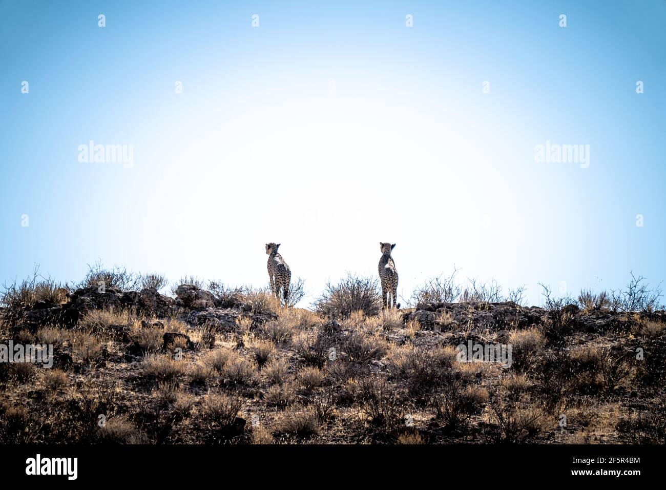 Geparden in der heißen Wüste kalahari Stockfoto