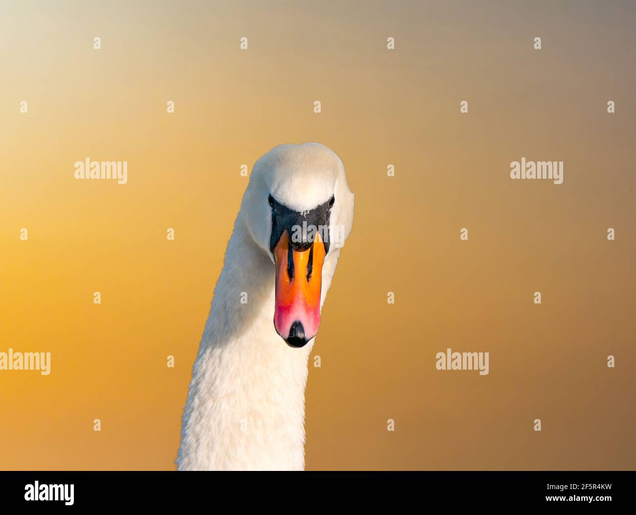 Nahaufnahme des stummen Schwanenkopfes (Cygnus olor) in orange leuchtendem Sonnenschein, Schottland, Großbritannien Stockfoto