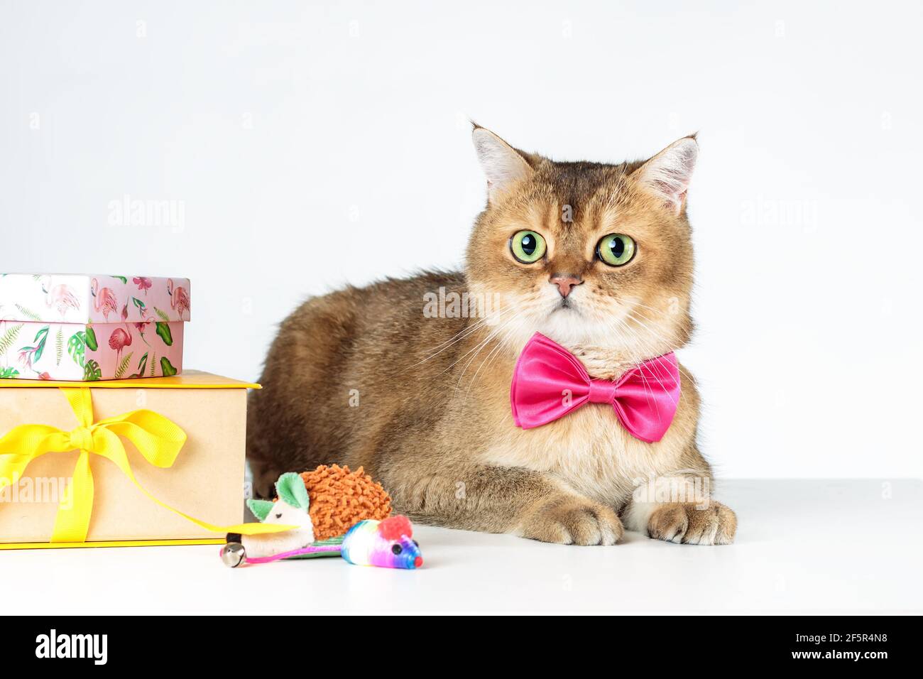 Britische Kurzhaarkatze in Fliege liegend dow nahe Geburtstag Geschenke Stockfoto