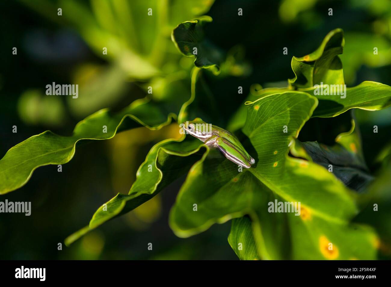 Seitenansicht des American Green Tree Frogs (Hyla cinerea) auf dem Philodendron-Blatt, Florida, USA. Stockfoto