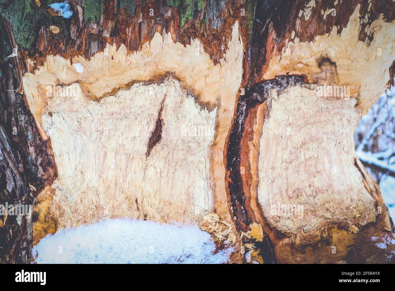 Baumstamm im Winter frisch vom Biber gefressen Stockfoto